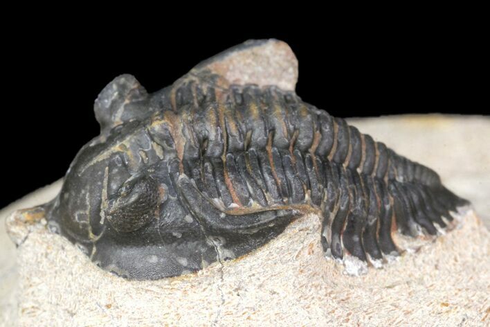 Pseudocryphaeus (Cryphina) Trilobite - Lghaft, morocco #165933